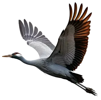 grulla
